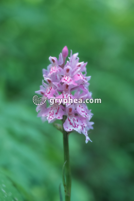 Orchidée (Ophrys sp.) - fleurs épanouies - gryphea.com